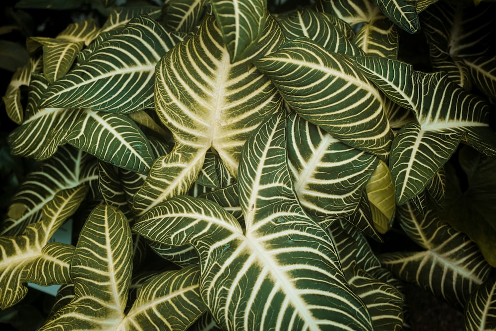 a close-up of some leaves