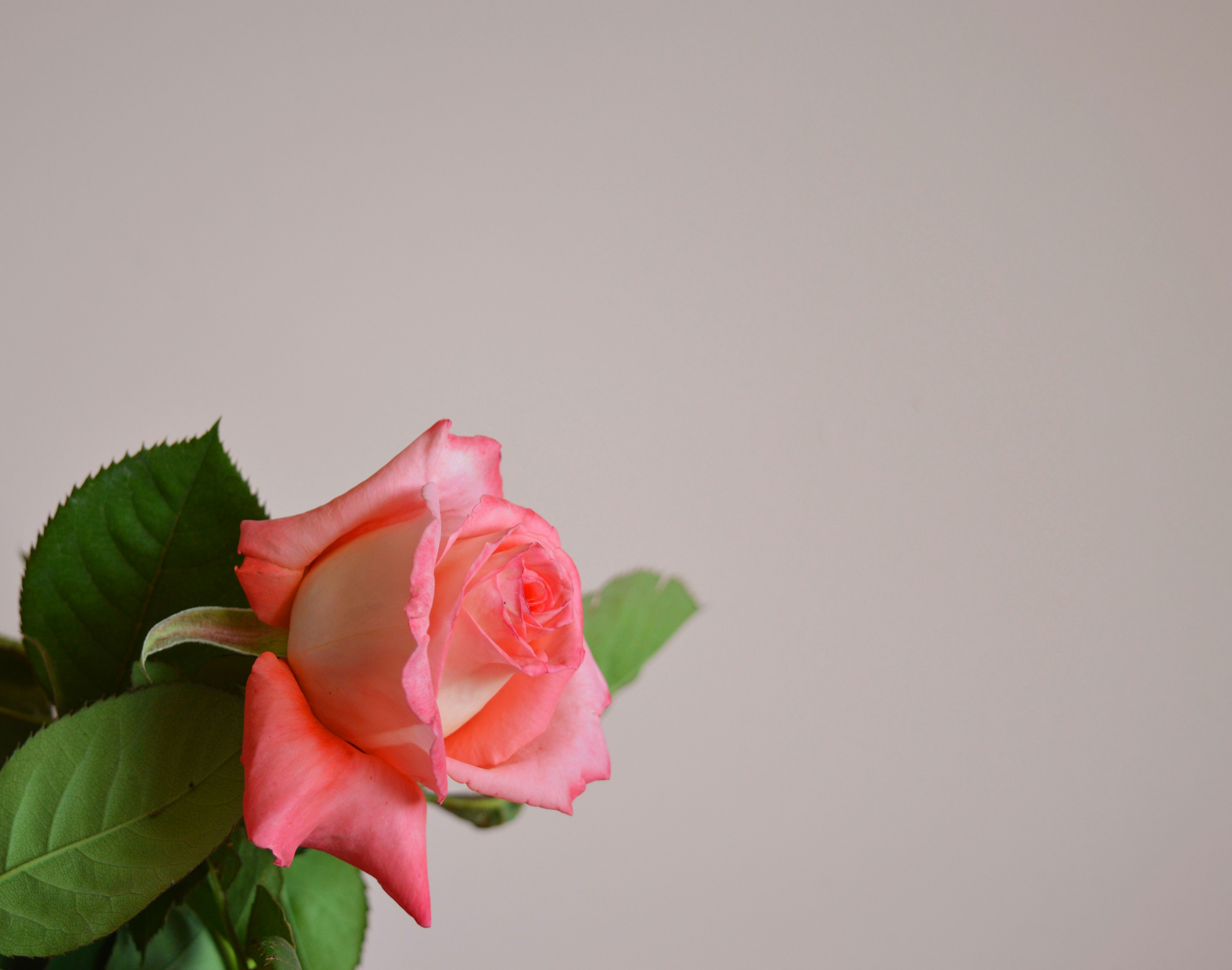 Photo by marianikolova