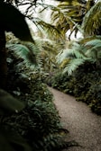 Lush tropical garden path leading to a secluded hammock spot under palm trees.