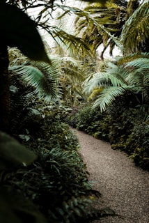 A winding path through dense tropical foliage leading to a hidden luxury home