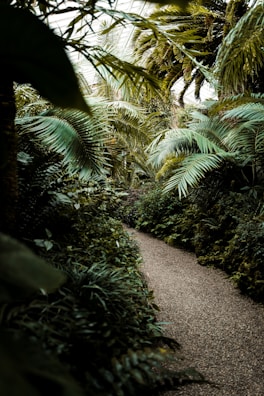 Lush tropical garden path leading to a secluded hammock spot under palm trees.