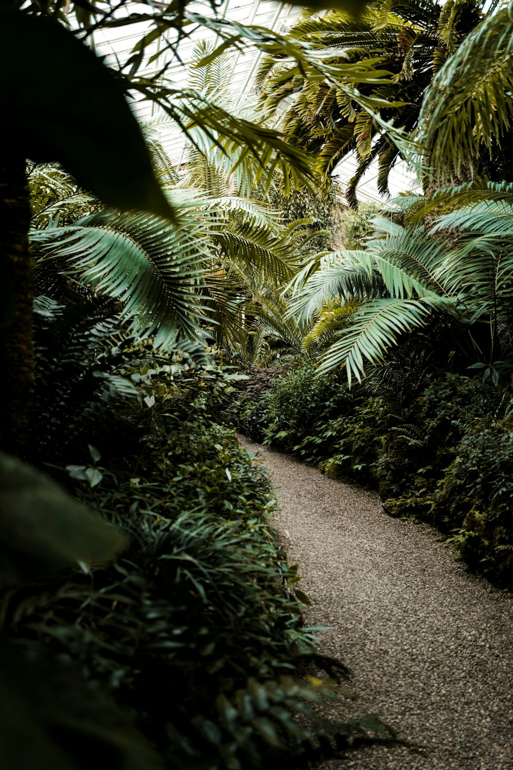 a path through a tropical forest