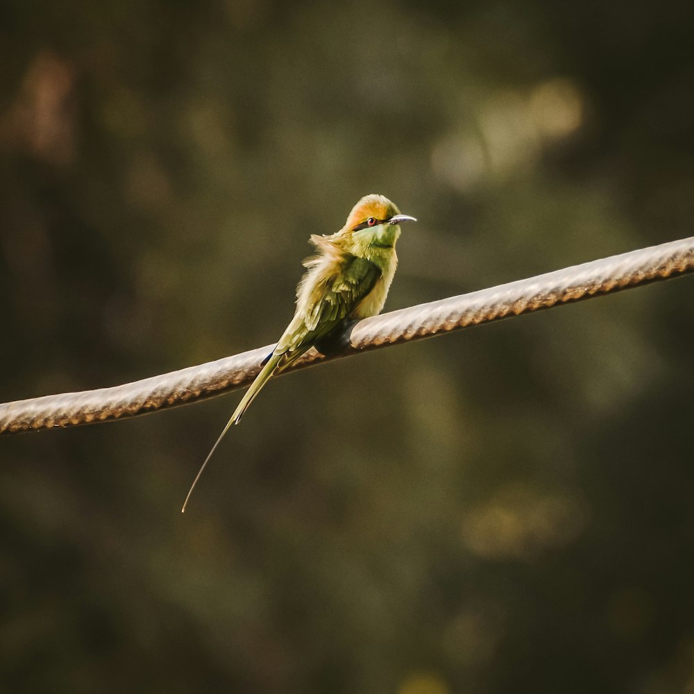 a bird sitting on a branch