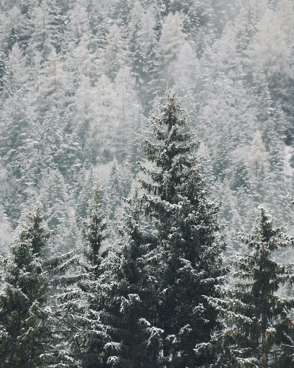 a group of trees in a forest