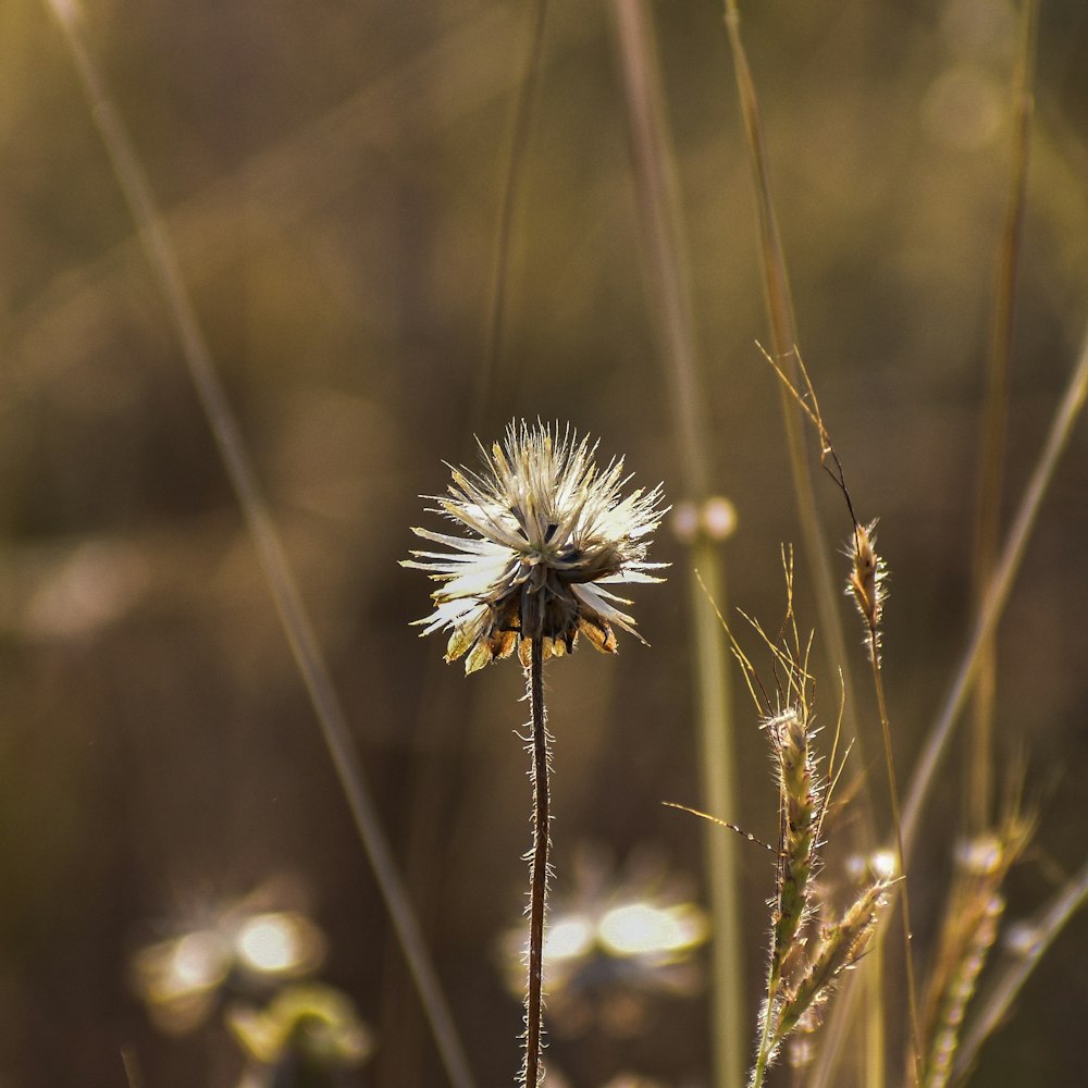 a close up of a dandelion