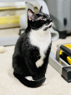 A black and white cat with a tuxedo pattern sits attentively on a light-colored carpet. The background includes exercise equipment and a yellow and black toolbox.