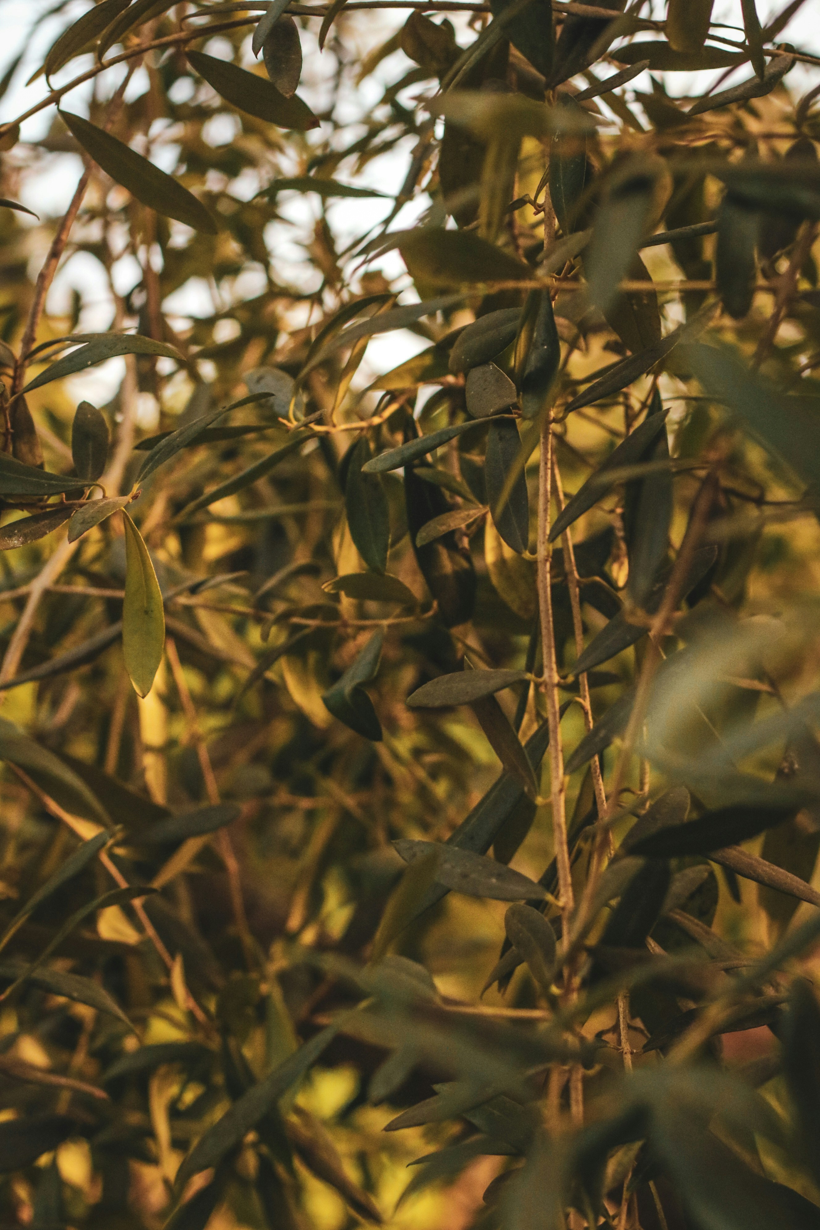 Photo by focalinsight