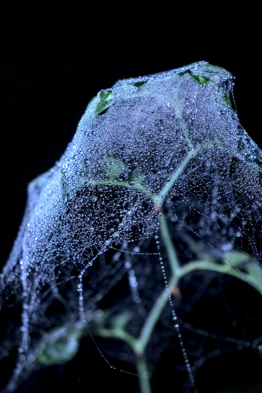 a close-up of a leaf