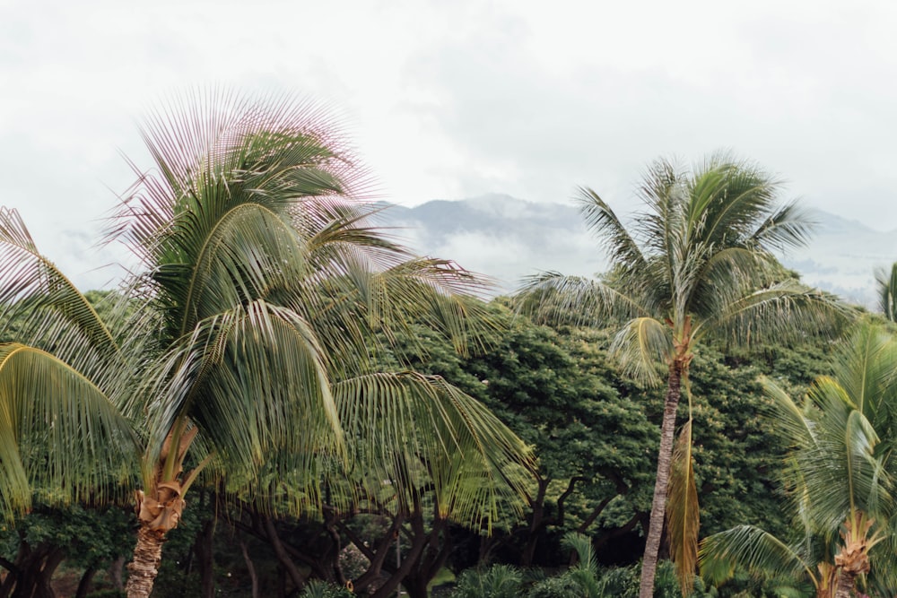 a group of palm trees