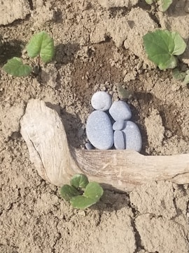 A collection of smooth gray stones is artistically arranged on dry soil, resembling a family or group. Nearby, fresh green leaves sprout from the earth. A piece of driftwood lies next to the stones, adding a rustic element to the composition.