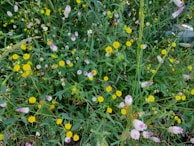 A diverse mix of native wildflowers blooming beside a restored wetland.