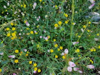 A diverse mix of native wildflowers blooming beside a restored wetland.