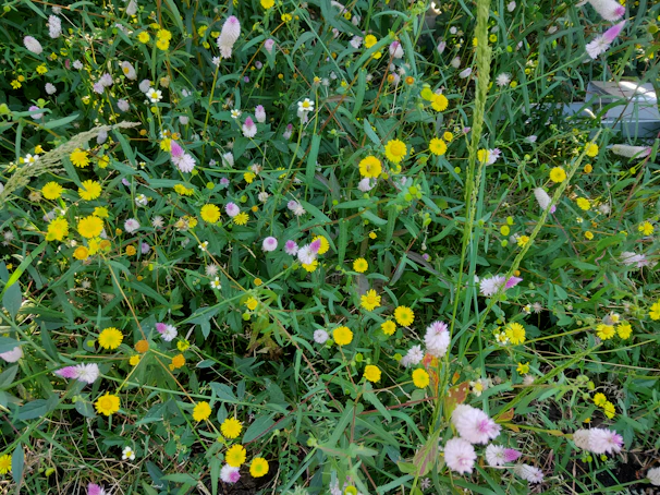 Wildflowers blooming along the edge of a natural farm plot.