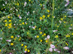 Wildflower Seed Mix