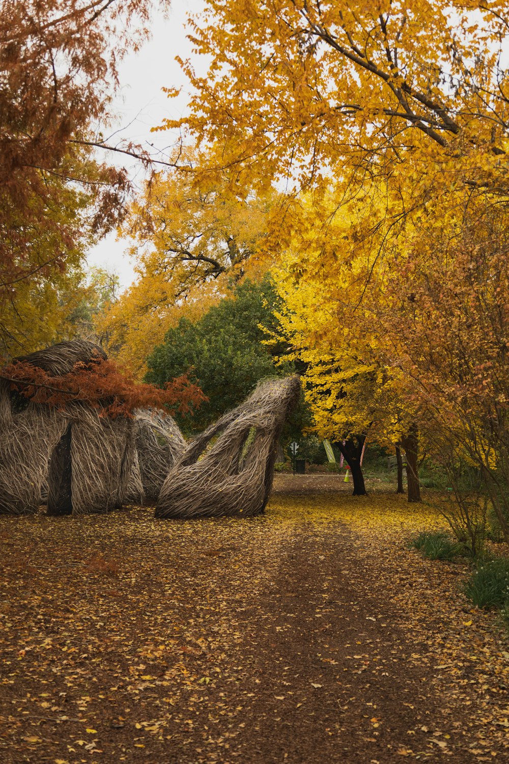 a path with trees on either side