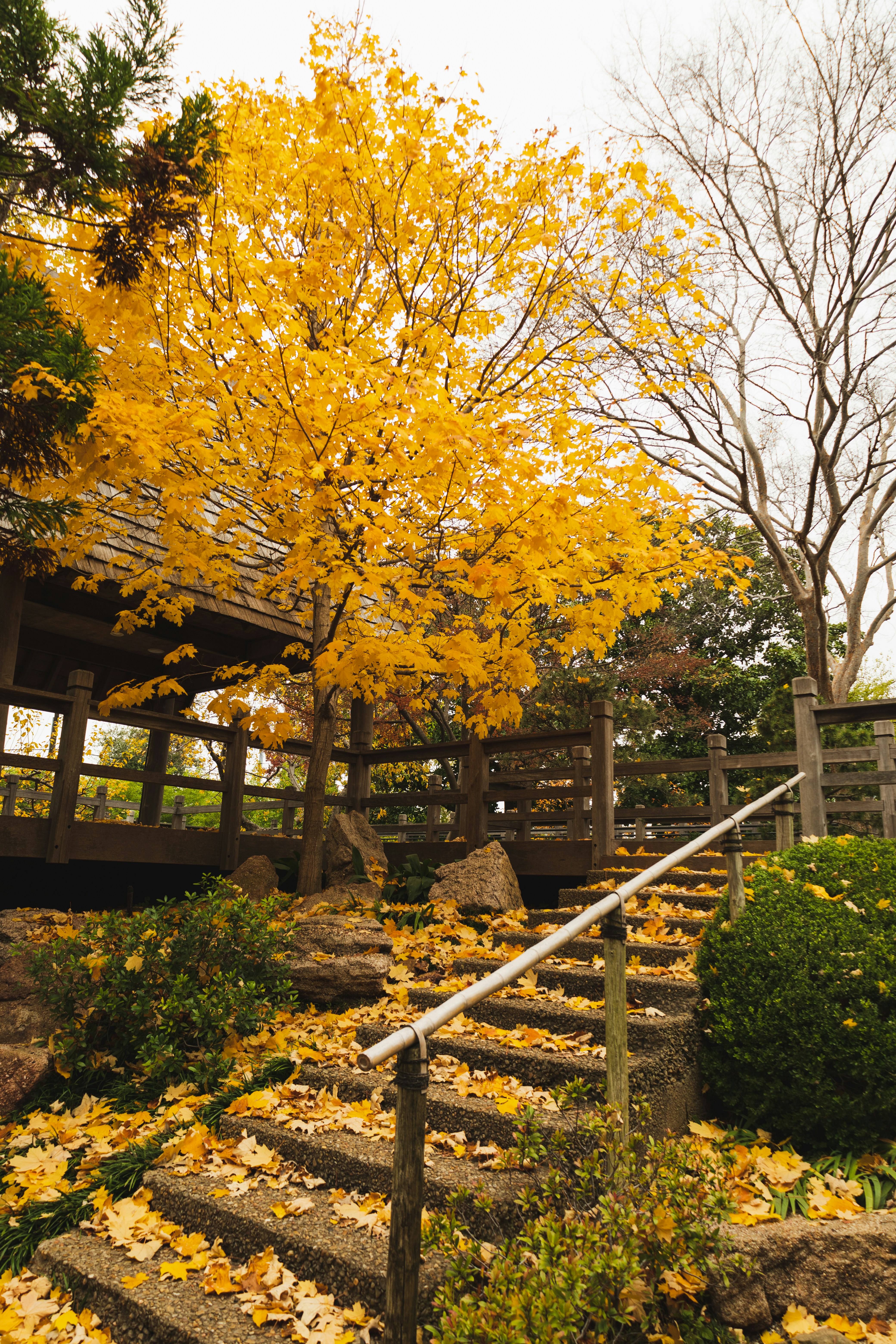 a tree with yellow leaves