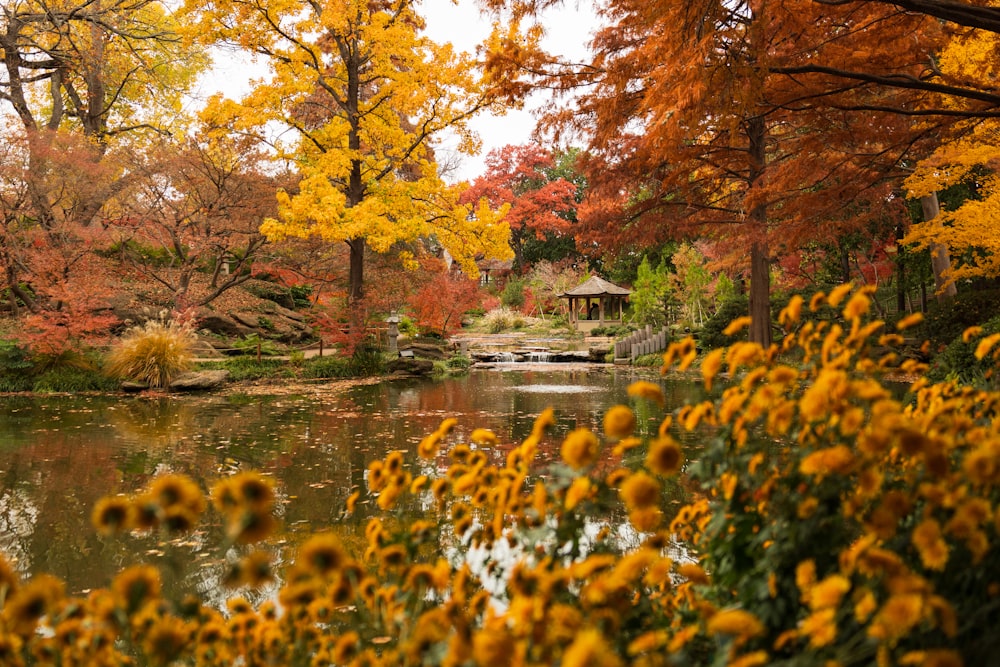 a pond surrounded by trees and colorful leaves