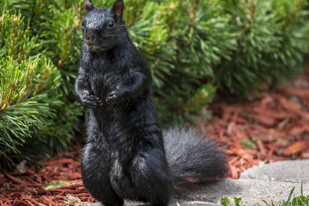 a squirrel holding a squirrel