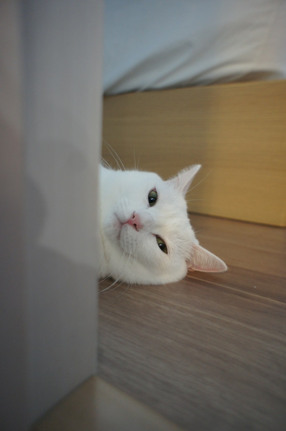 a white cat with a cone on its head