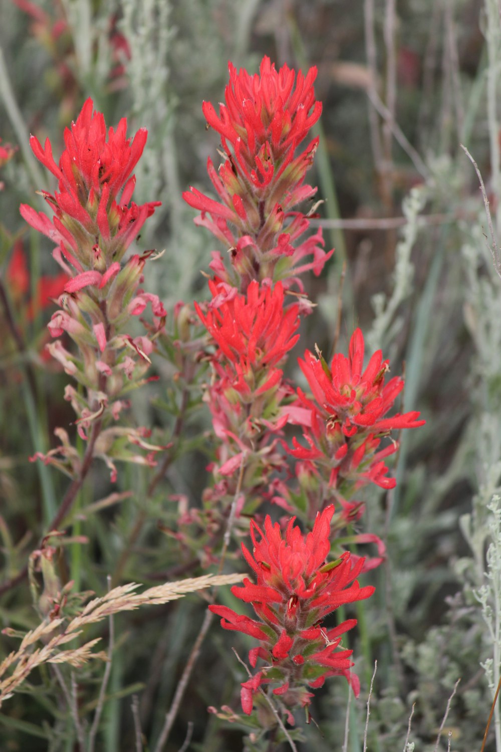 a close up of a plant