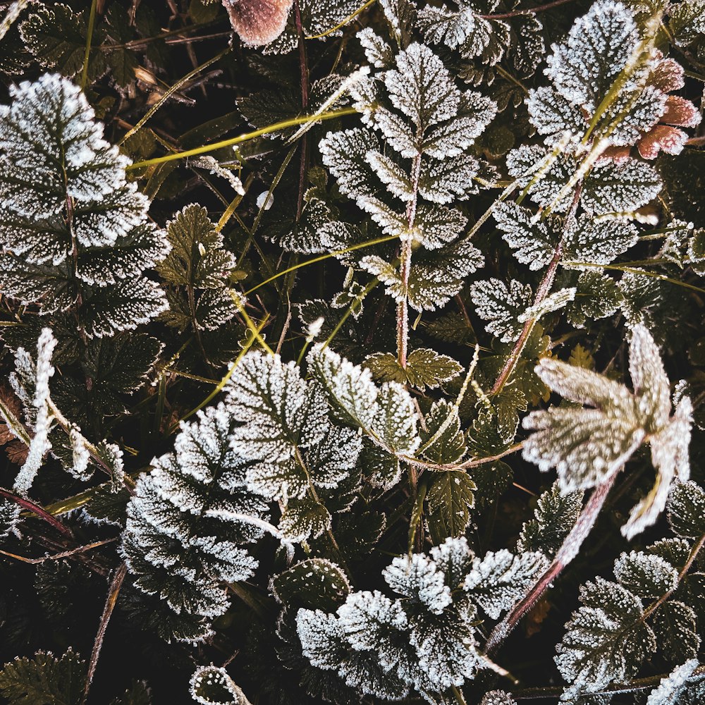 a close up of some snow