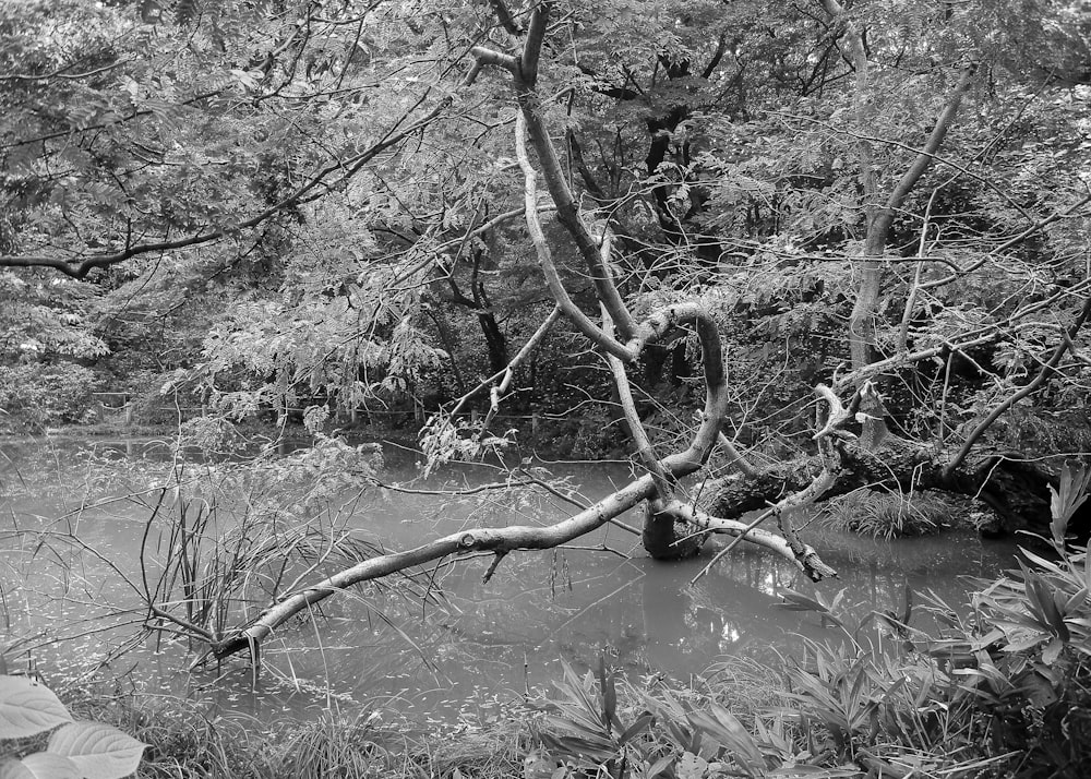 Un árbol en un pantano