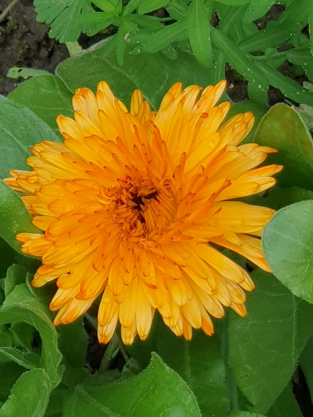 a yellow flower surrounded by green leaves