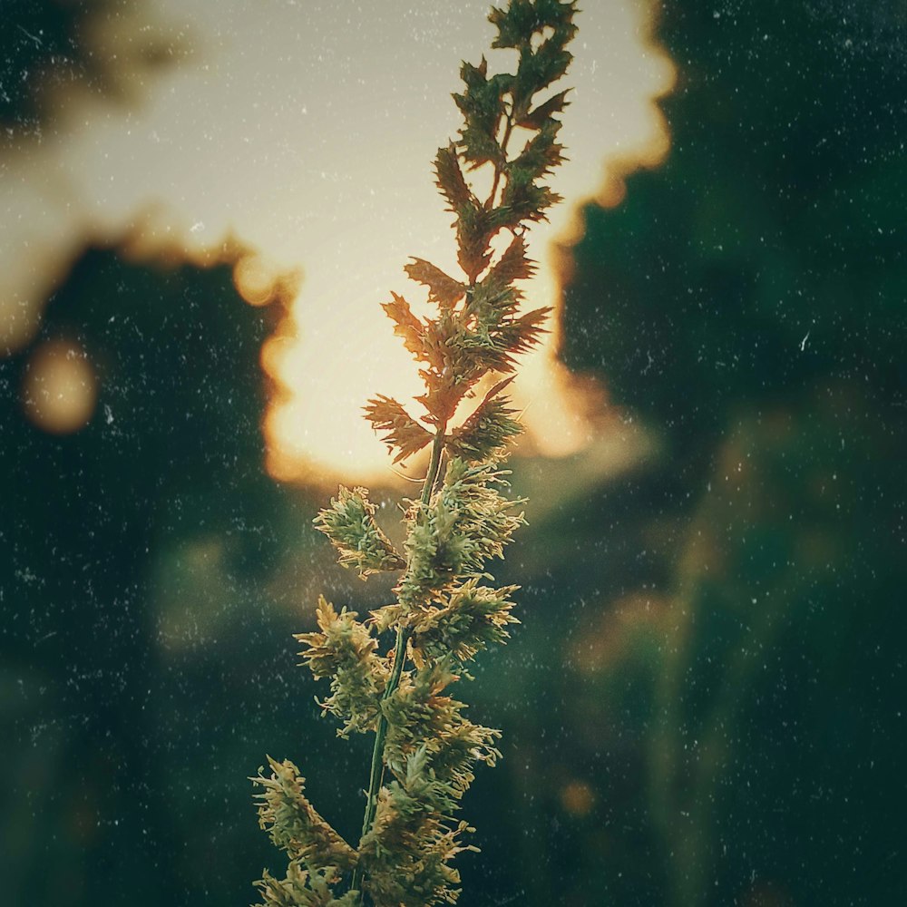 a close up of a pine tree