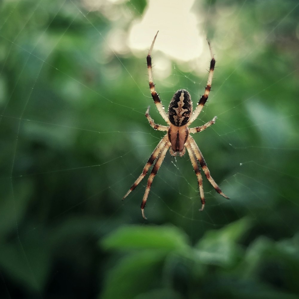 a spider on a web