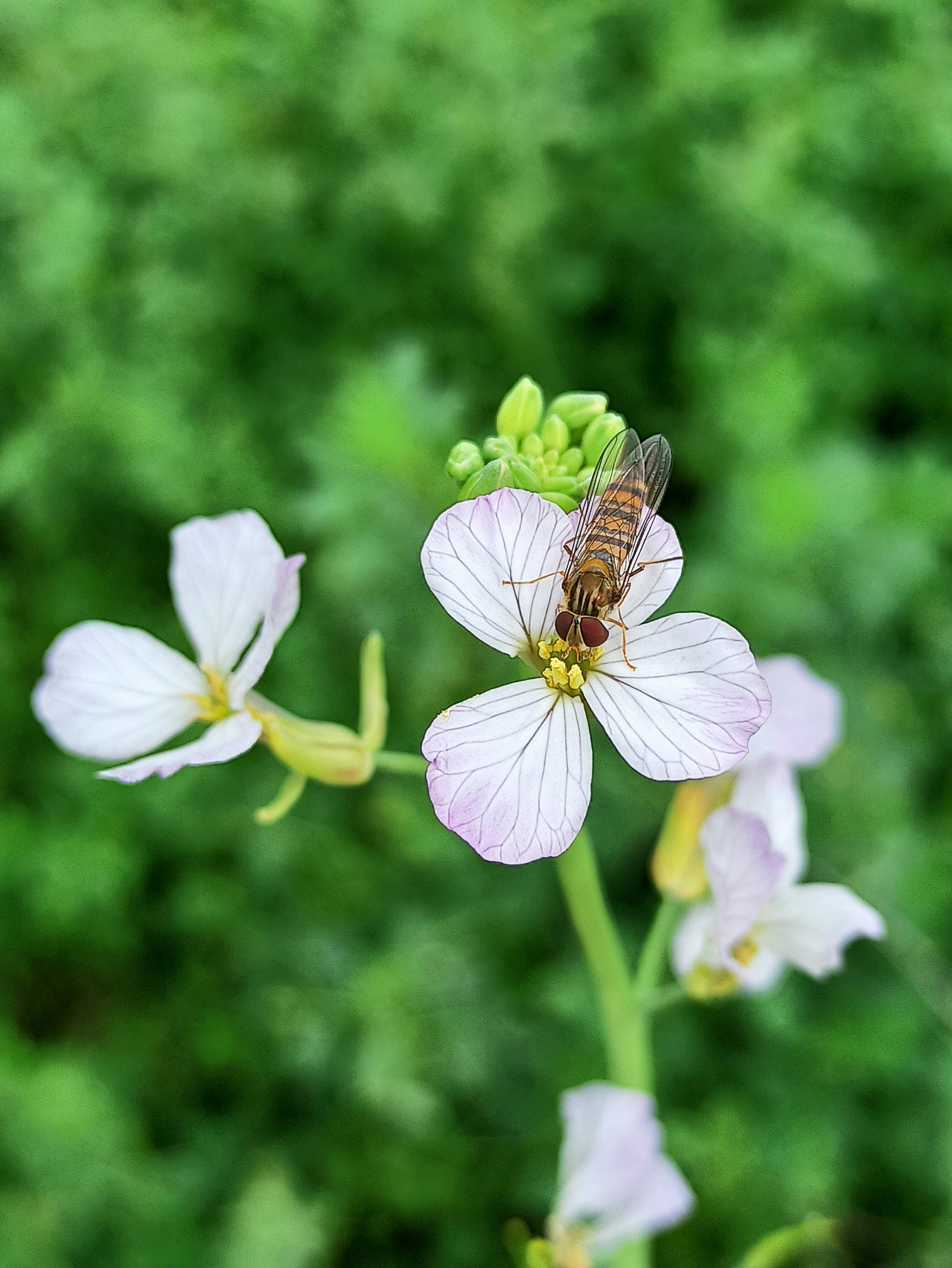 a butterfly on a flower