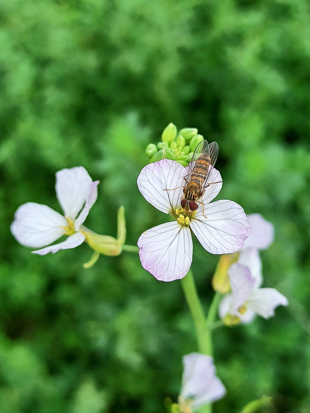 a butterfly on a flower