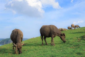 a group of animals grazing on a grassy hill