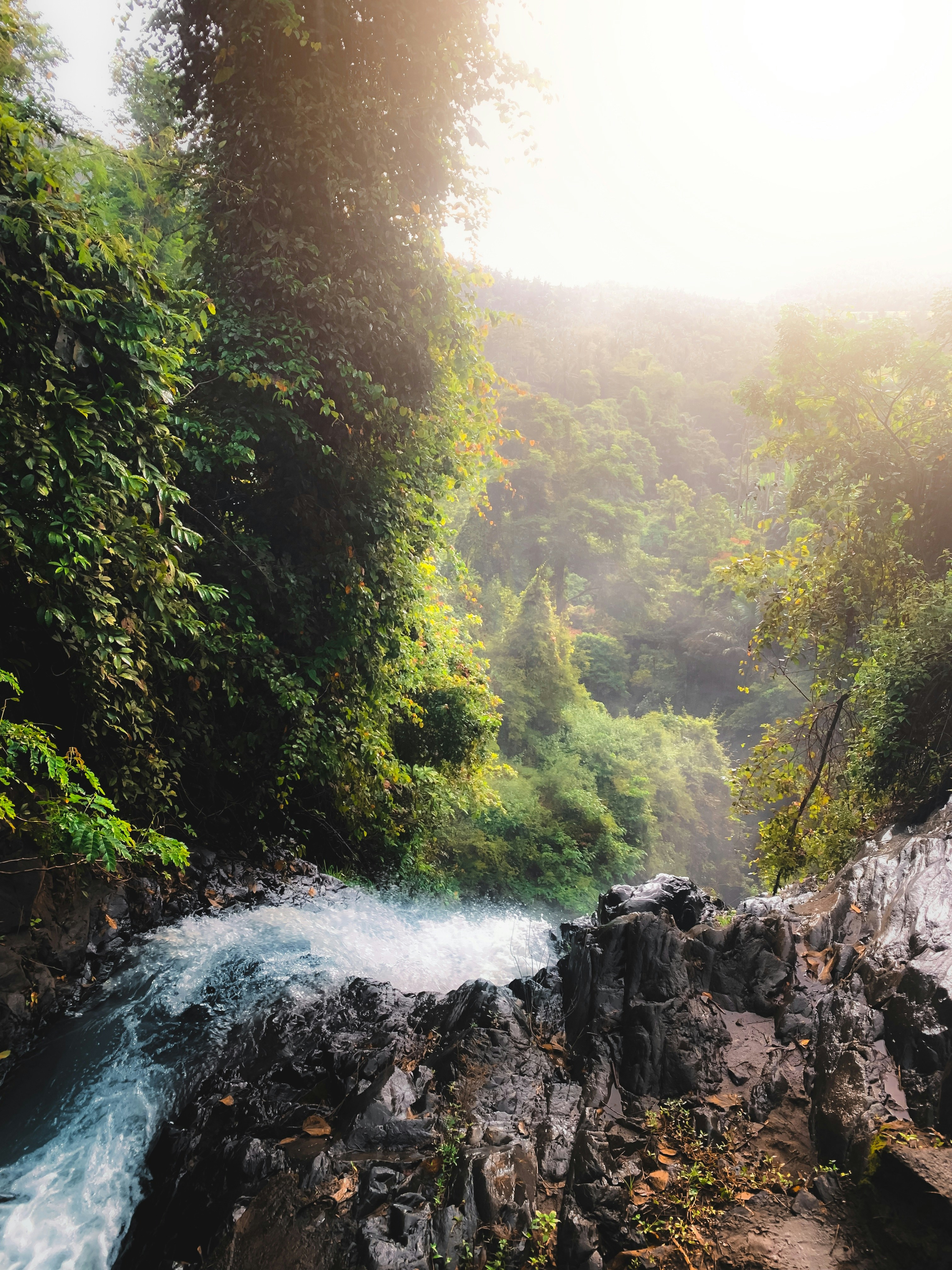 a river running through a forest