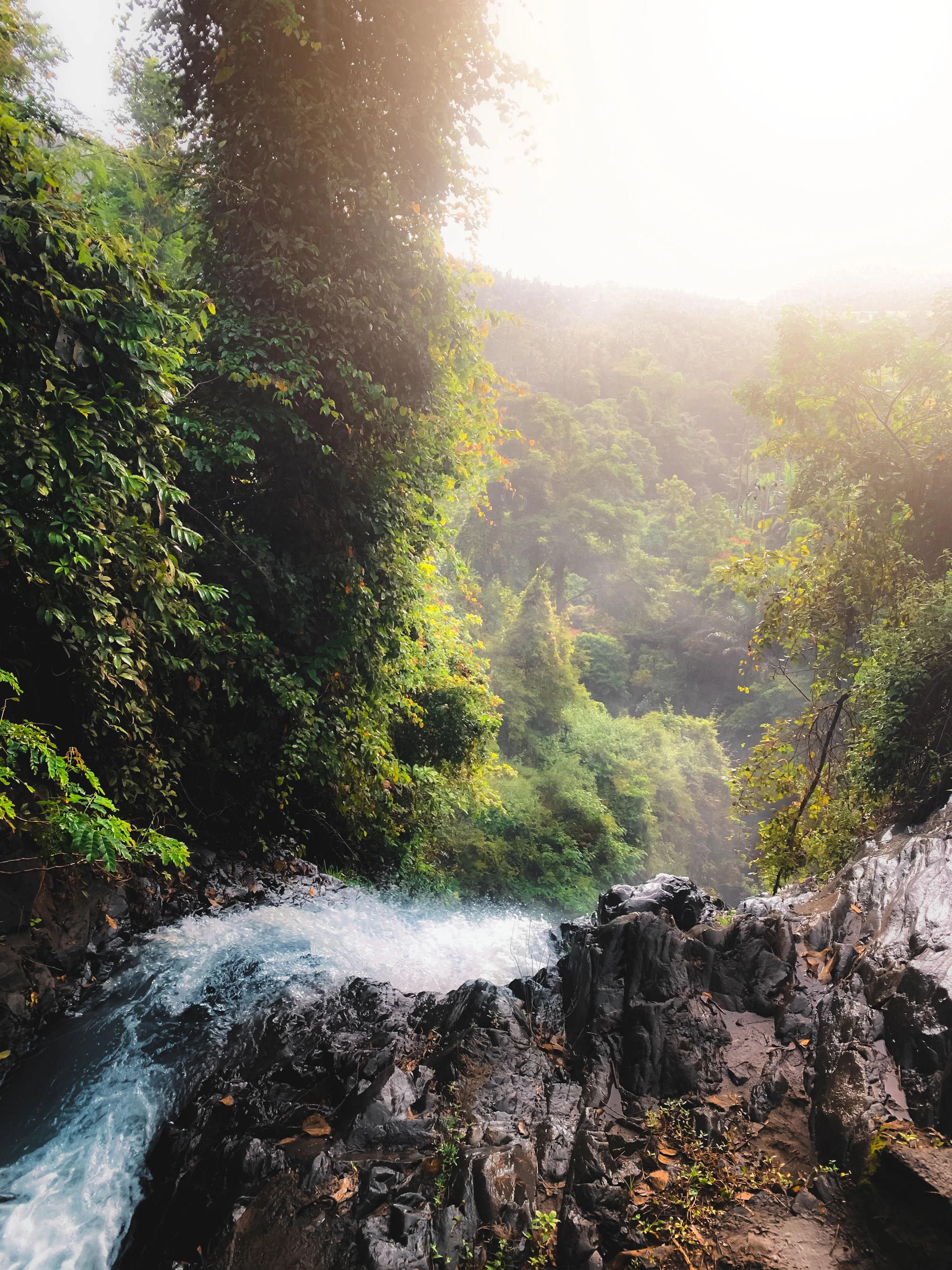 A river winding through dense rainforest