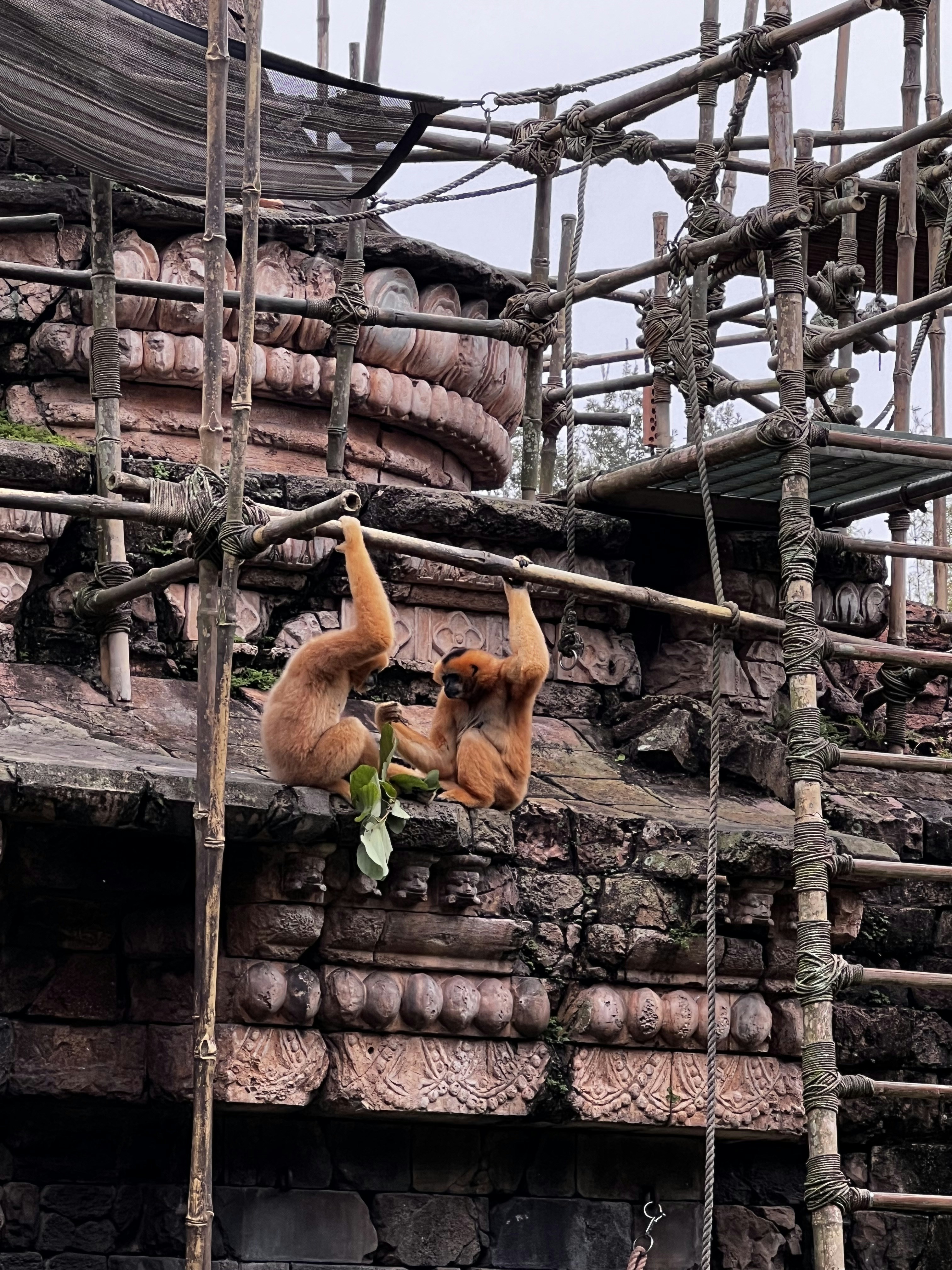 Two primates with orange fur hang from wooden structures, surrounded by intricately carved stone architecture. One is holding green leaves. The setting appears to be an open enclosure, possibly in a zoo or sanctuary.