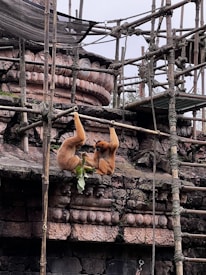 Two primates with orange fur hang from wooden structures, surrounded by intricately carved stone architecture. One is holding green leaves. The setting appears to be an open enclosure, possibly in a zoo or sanctuary.