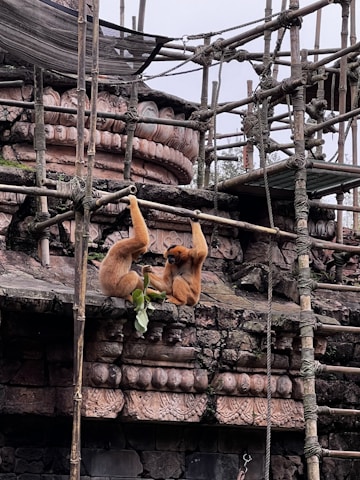 Two primates with orange fur hang from wooden structures, surrounded by intricately carved stone architecture. One is holding green leaves. The setting appears to be an open enclosure, possibly in a zoo or sanctuary.