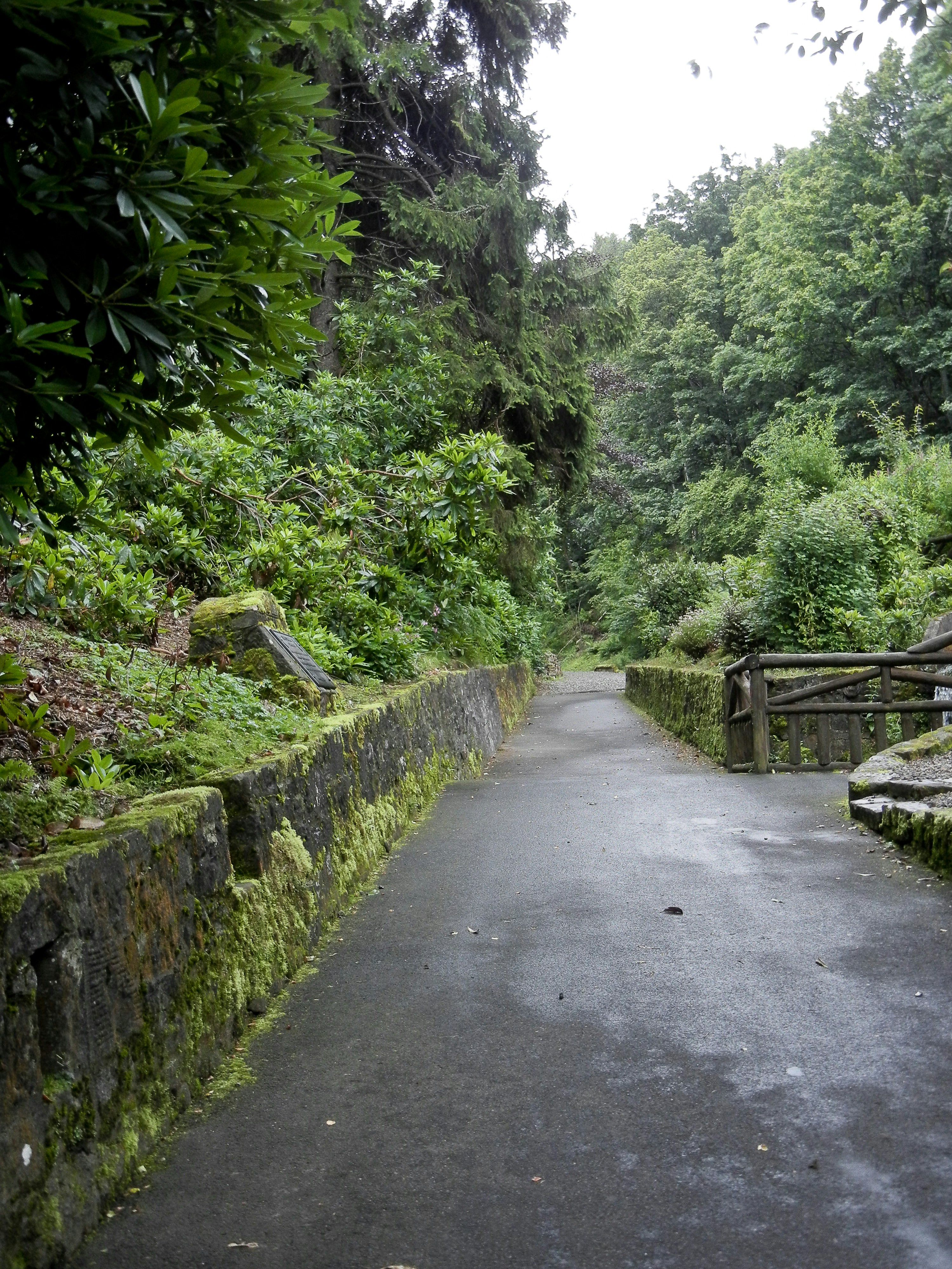 a road with trees on the side