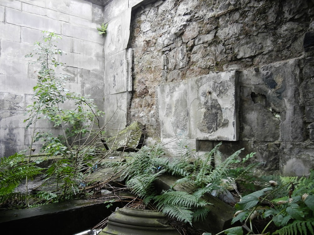 a stone wall with plants and rocks