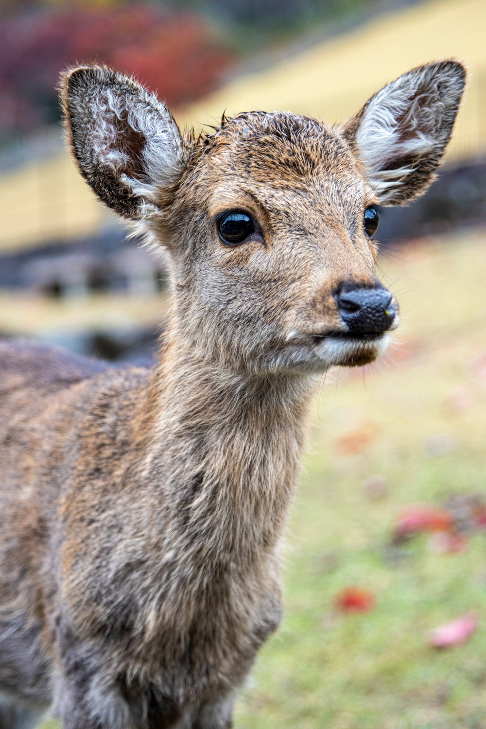 a brown and white animal