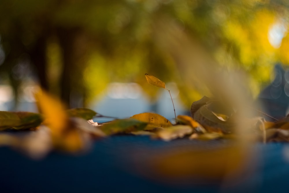 a close-up of some leaves