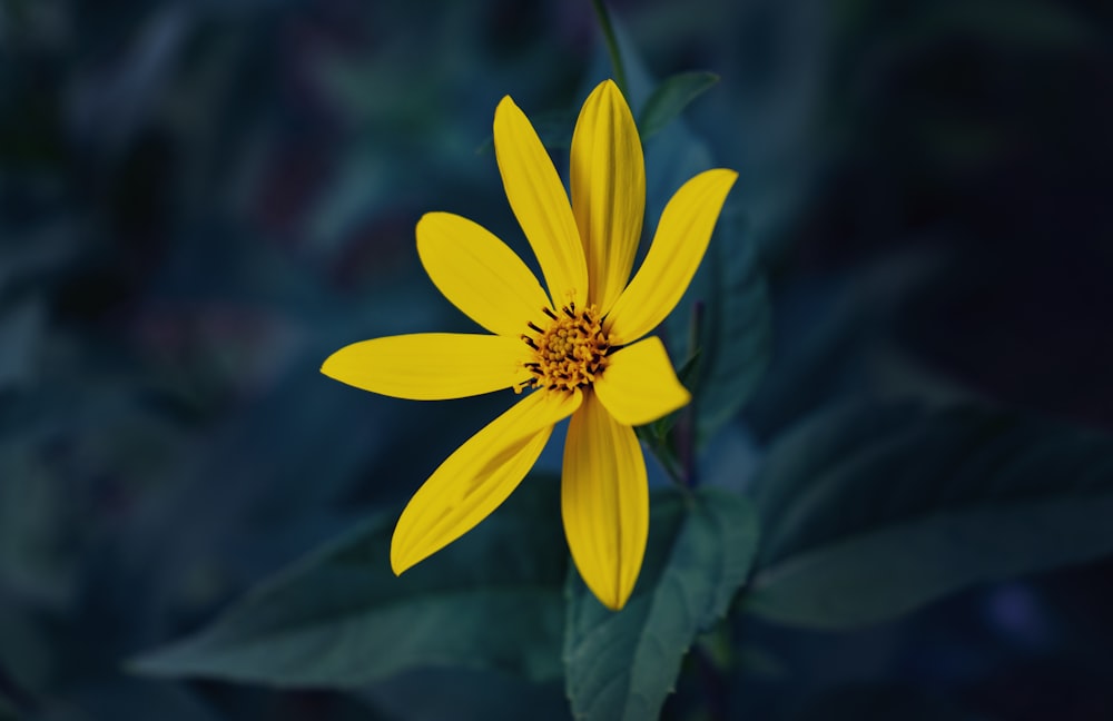 a yellow flower with green leaves