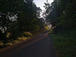 A serene pathway winding through the high ranges, inviting calm and reflection.