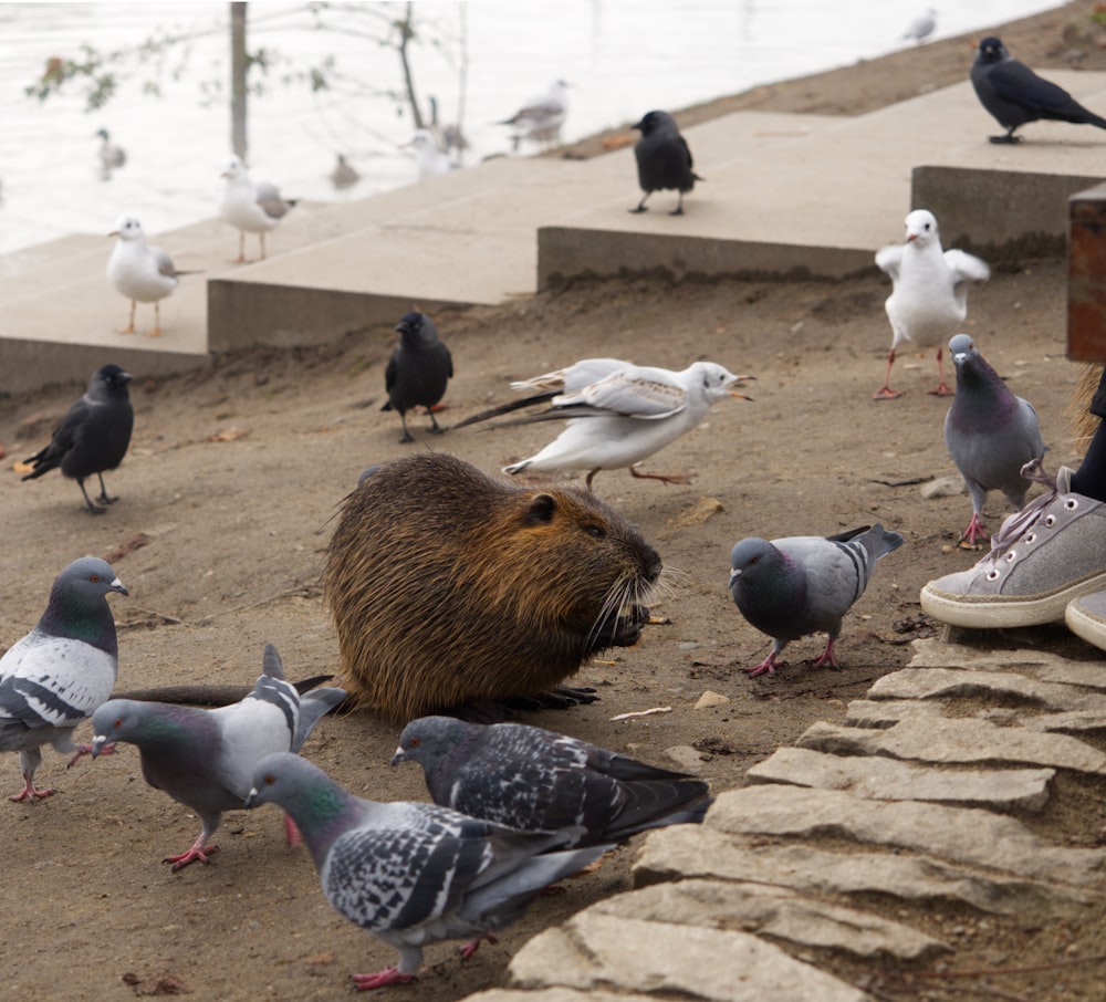 a group of pigeons on a stone walkway