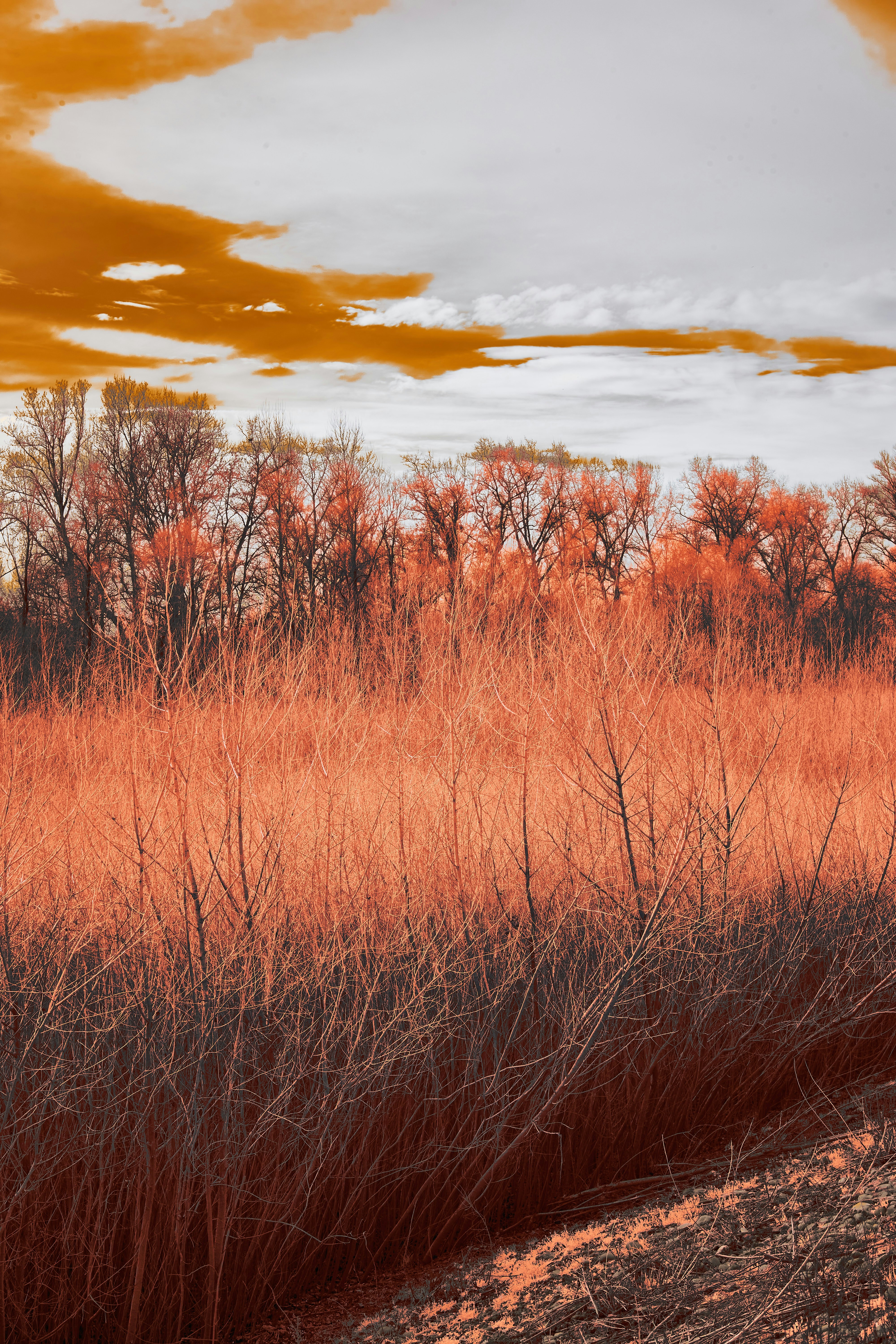 Photo by wolfgang_hasselmann