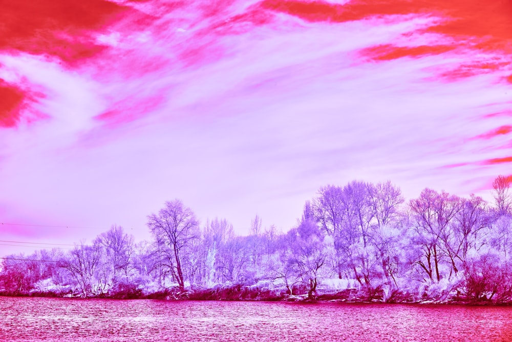 a snowy field with trees