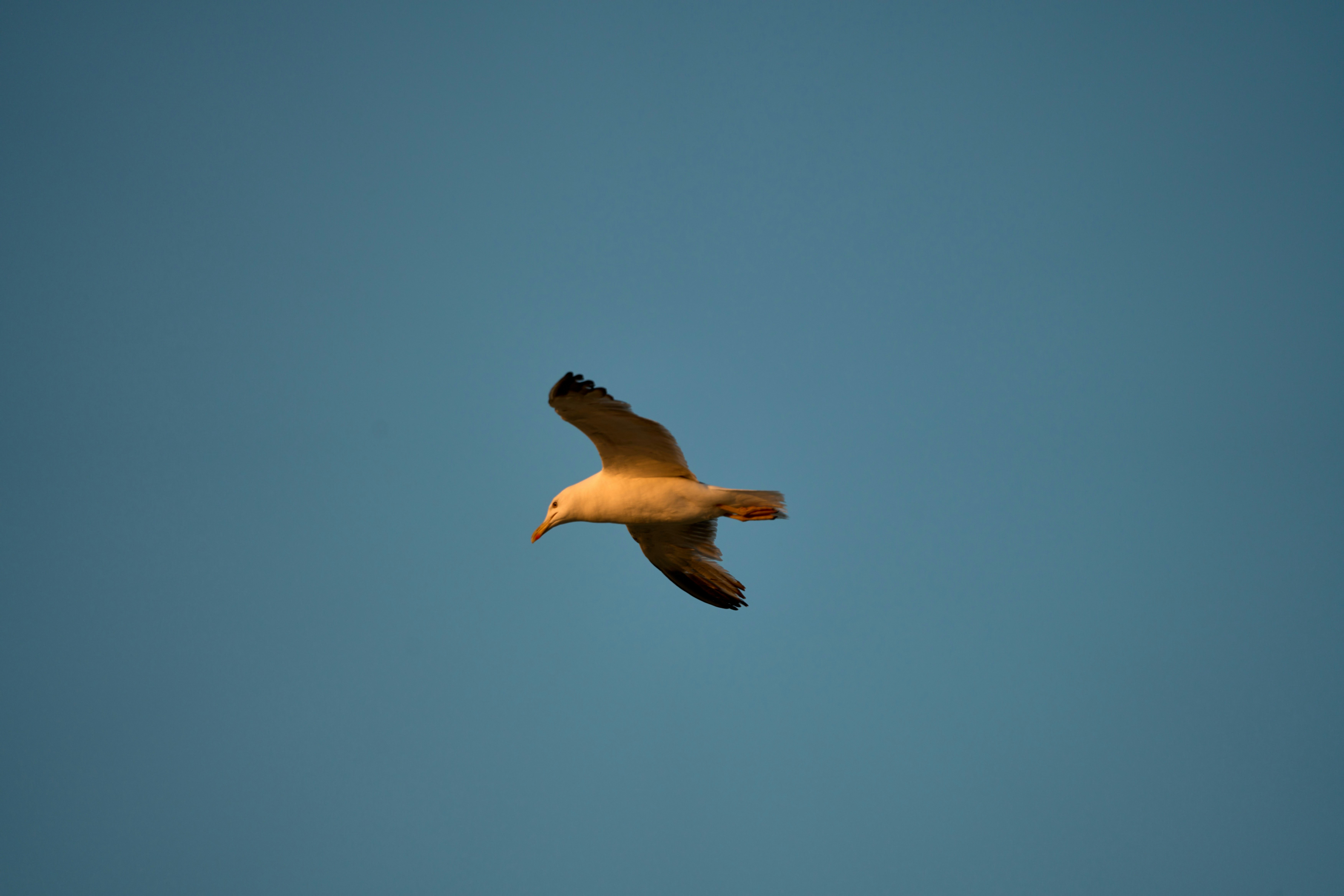 Photo by wolfgang_hasselmann