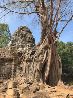 The mysterious roots of giant trees entwined around Ta Prohm temple ruins.