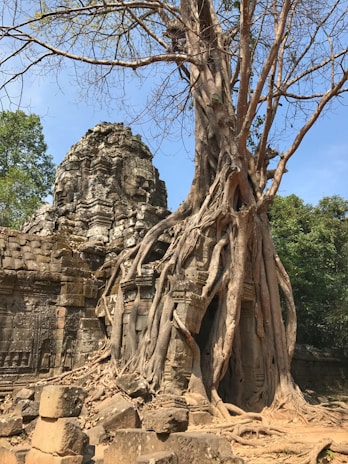 The mysterious roots of giant trees entwined around Ta Prohm temple ruins.