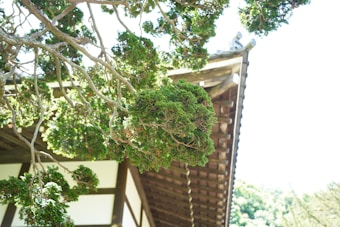 Branches of a tree with lush green foliage extending over the roof of a traditional wooden structure. The building features wooden beams and a classic architectural design, partially shaded by the tree. The sky is bright and clear, with sunlight illuminating the leaves.